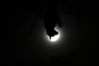 Full moon bat from a week ago.